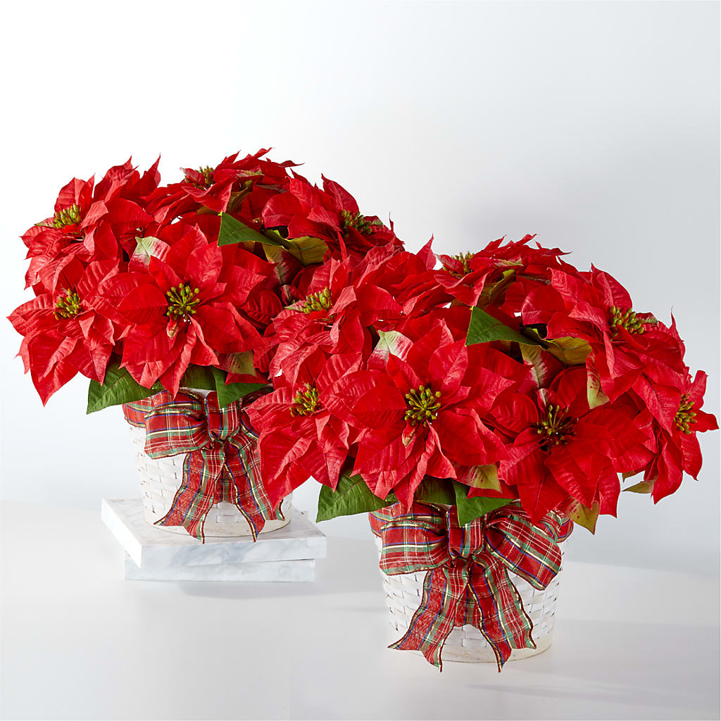 Happiest Holidays Poinsettia Bundle – Militaryflorist.com, Tontitown AR