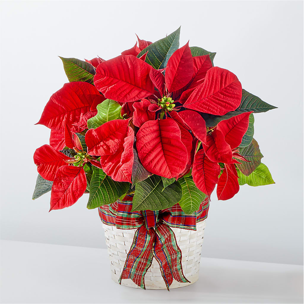 Happiest Holidays Poinsettia – Militaryflorist.com, Tontitown AR