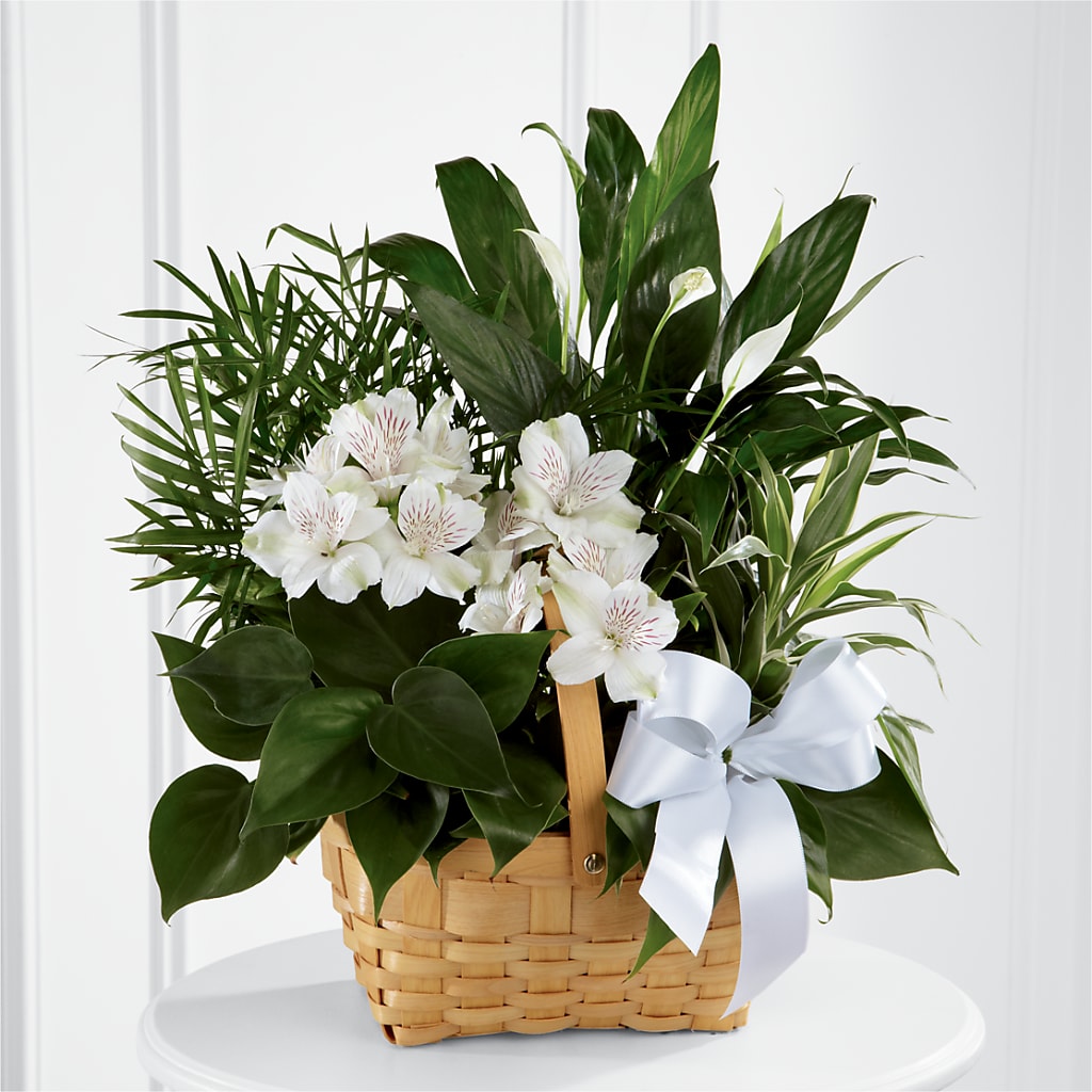 Peace & Serenity Dishgarden – Militaryflorist.com, Tontitown AR