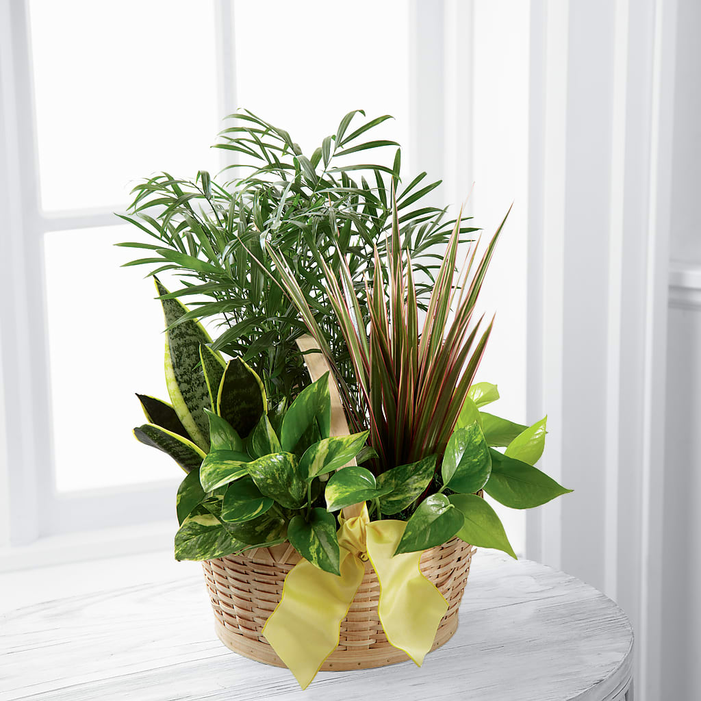 French Garden – Militaryflorist.com, Tontitown AR