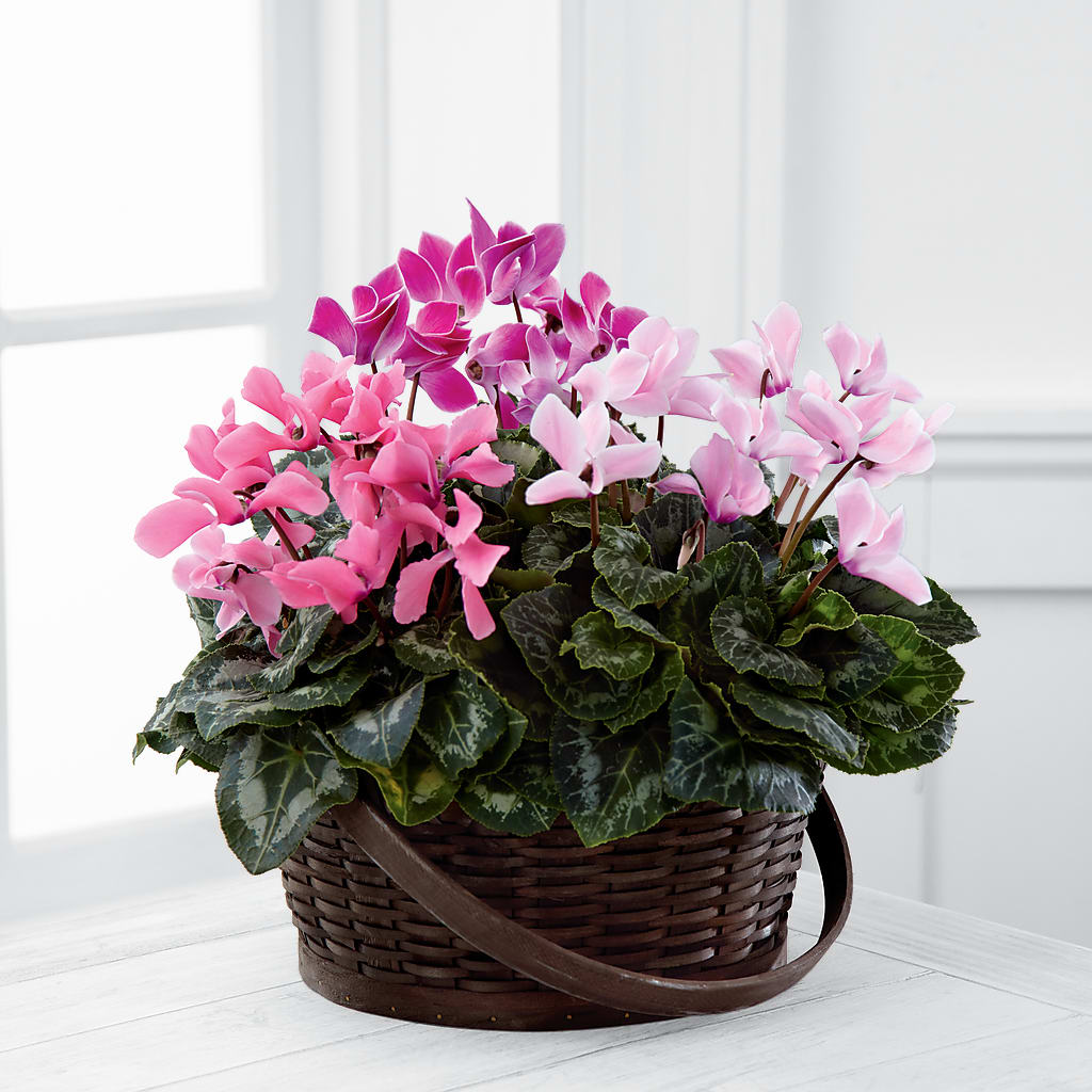 Mixed Cyclamen Planter – Militaryflorist.com, Tontitown AR