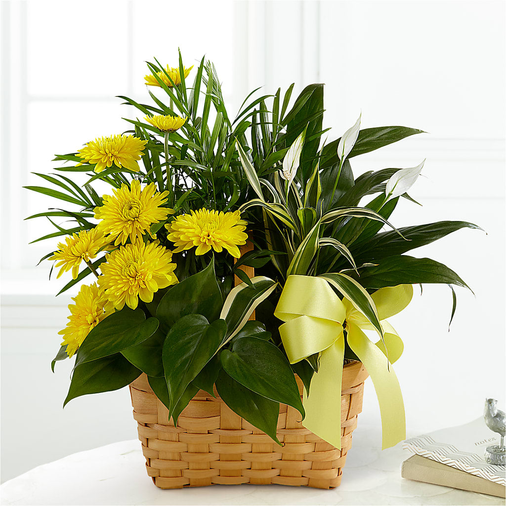 Loving Light Dishgarden – Militaryflorist.com, Tontitown AR