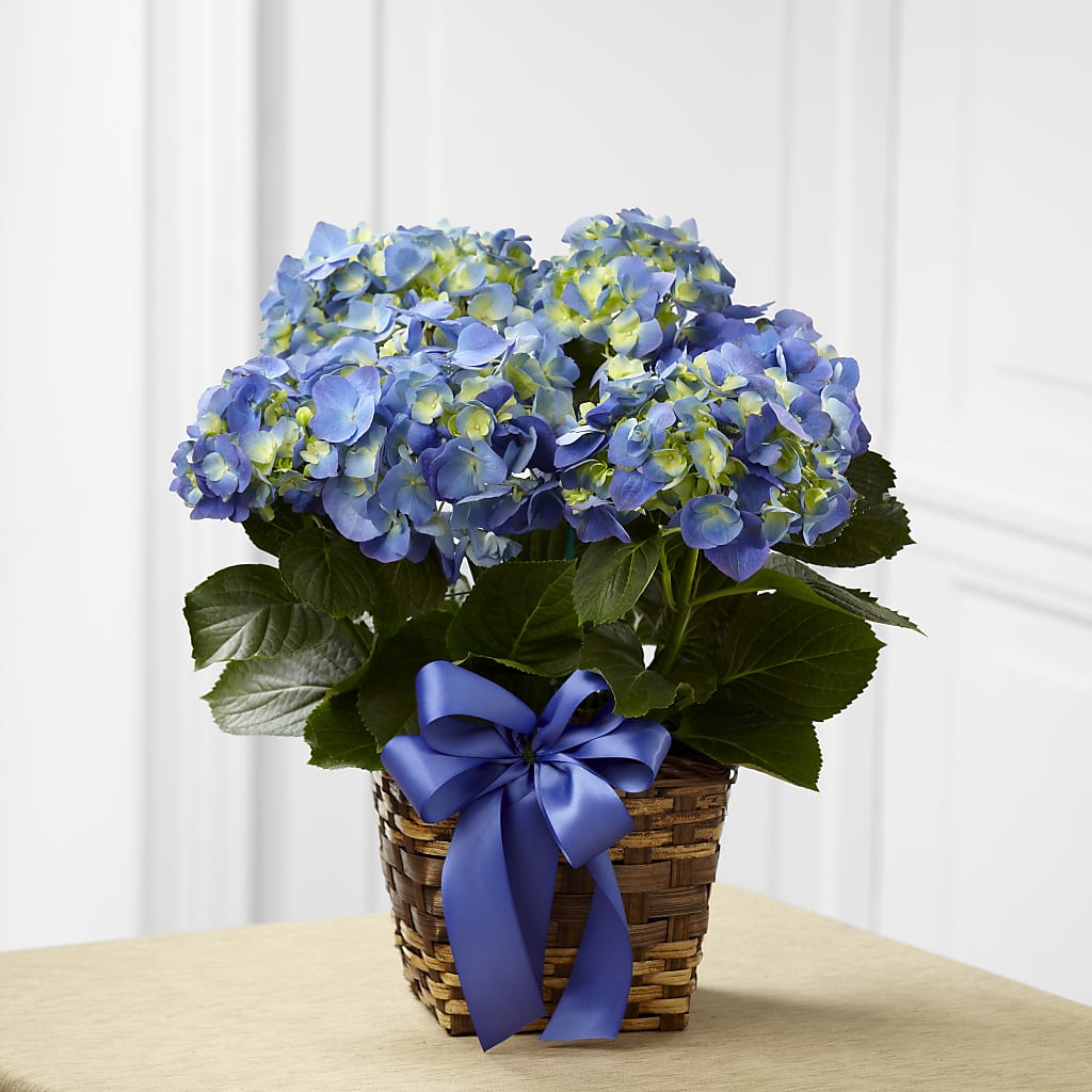 Blue Hydrangea Planter – Militaryflorist.com, Tontitown AR
