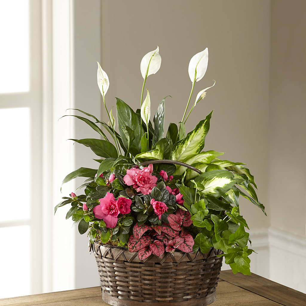 Dream in Pink Dishgarden – Militaryflorist.com, Tontitown AR