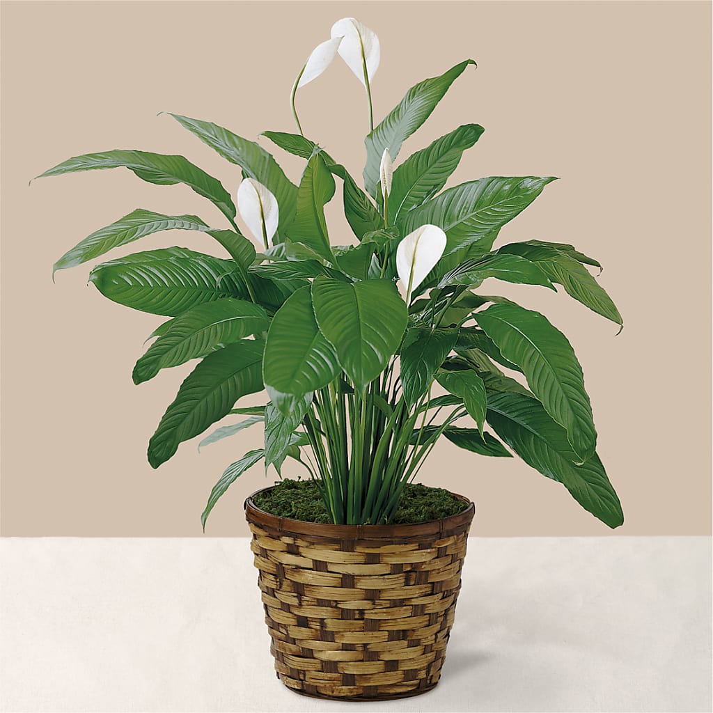 Tranquil Moments Peace Lily Plant – Militaryflorist.com, Tontitown AR