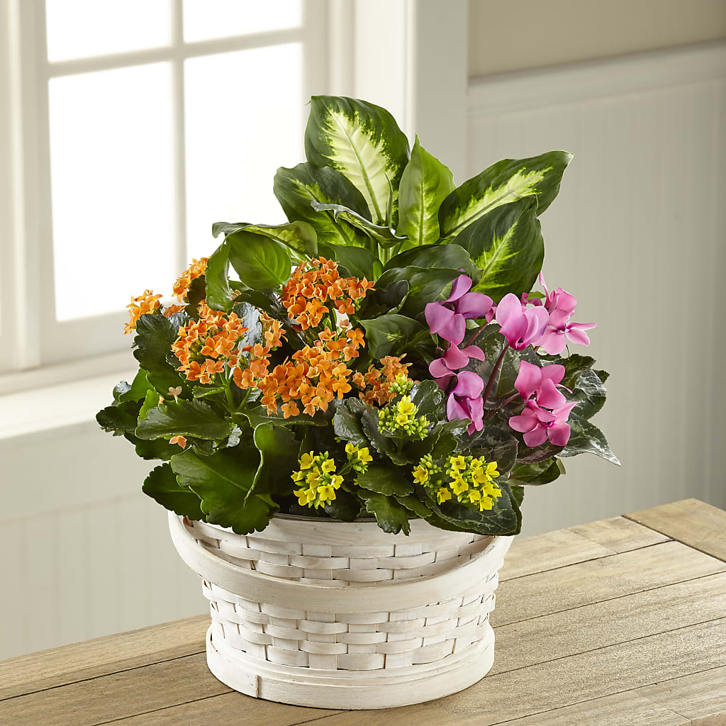 Color Crush Dishgarden – Militaryflorist.com, Tontitown AR