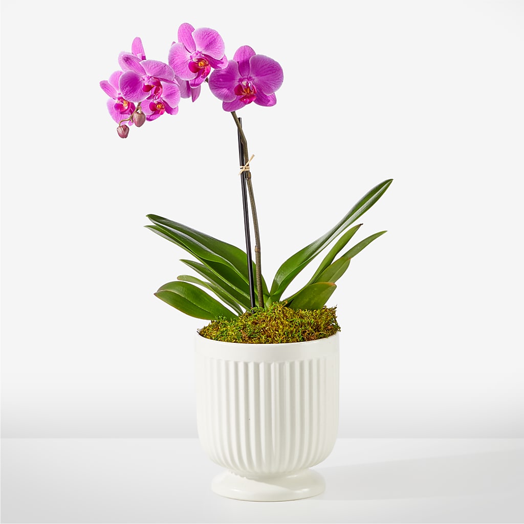 Friendly Fuchsia Orchid – Militaryflorist.com, Tontitown AR