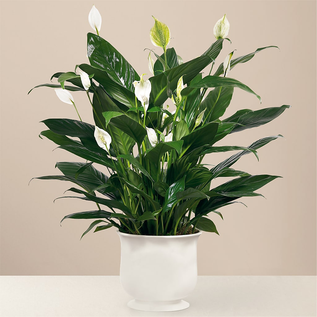 Comfort Planter – Militaryflorist.com, Tontitown AR