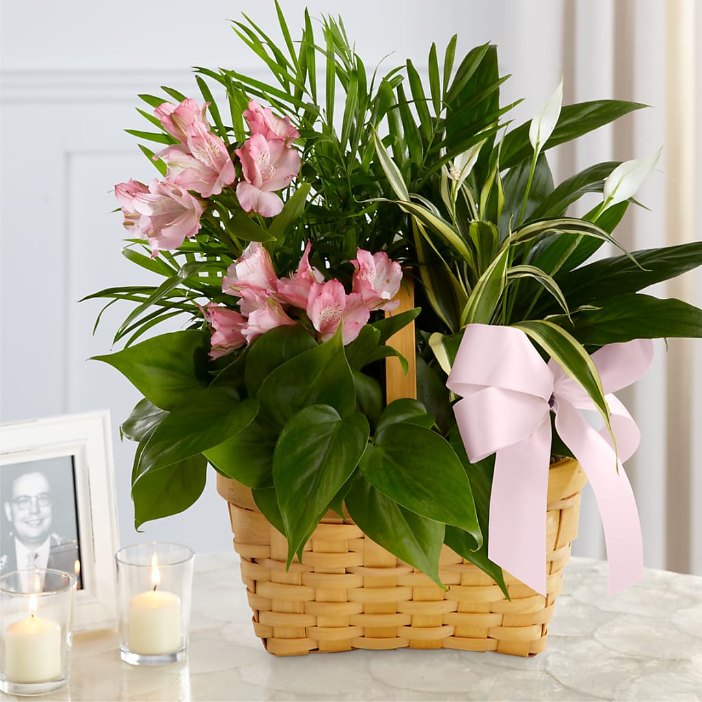 Living Spirit Dishgarden – Militaryflorist.com, Tontitown AR