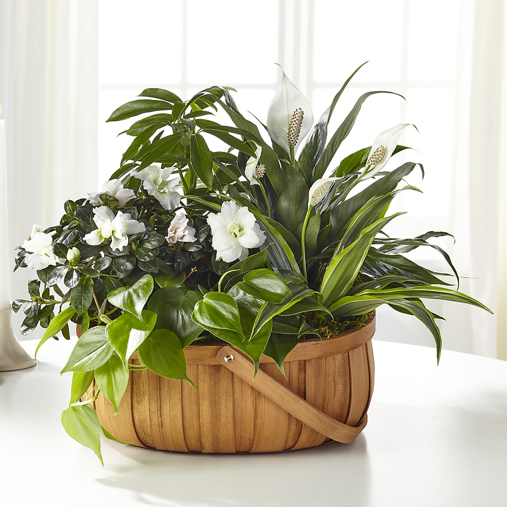 Serene Dishgarden – Militaryflorist.com, Tontitown AR