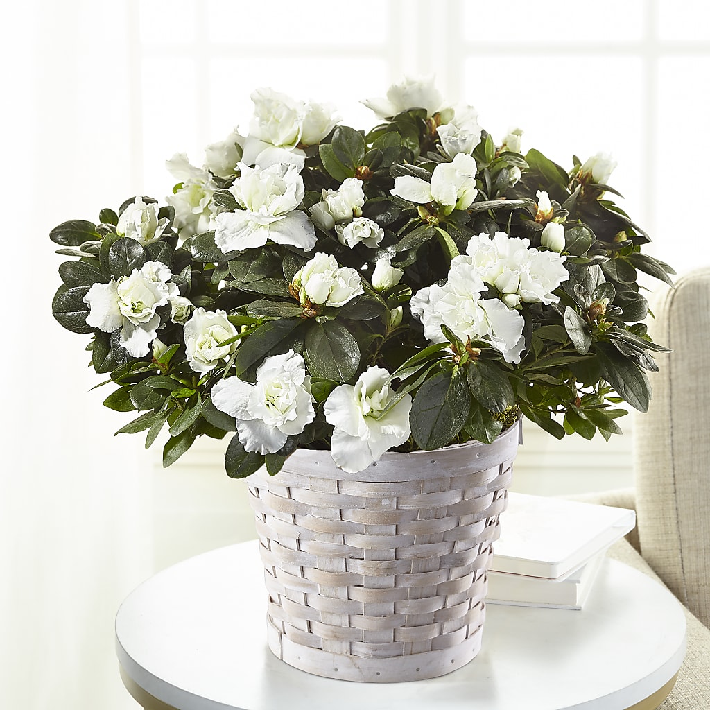 White Azalea Plant – Militaryflorist.com, Tontitown AR