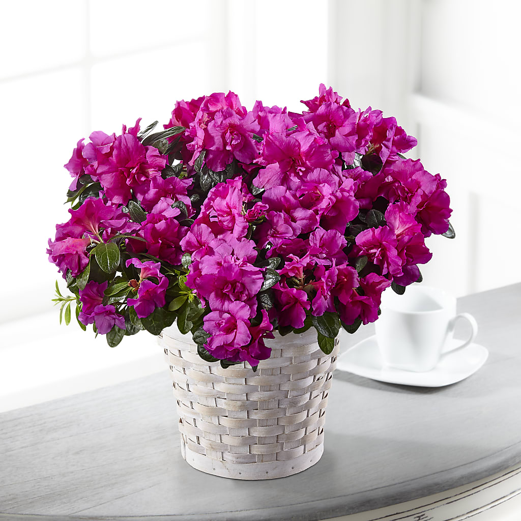 Hope & Serenity Azalea Plant – Militaryflorist.com, Tontitown AR