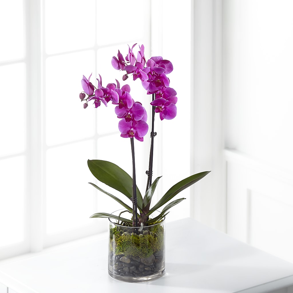 Pink Orchid Plant – Militaryflorist.com, Tontitown AR