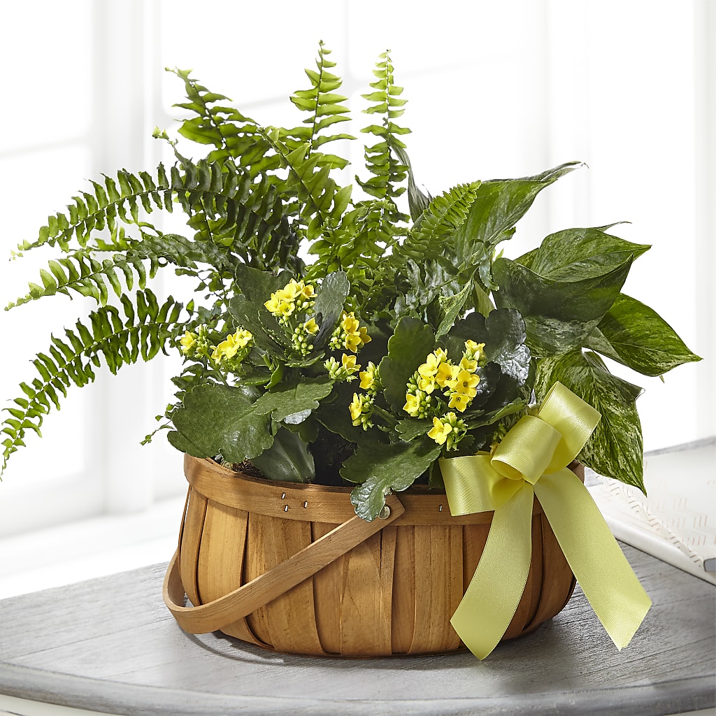 Always Dear Dishgarden – Militaryflorist.com, Tontitown AR