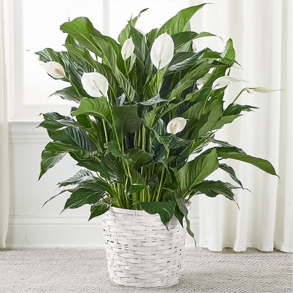 A New Leaf Peace Lily – Militaryflorist.com, Tontitown AR