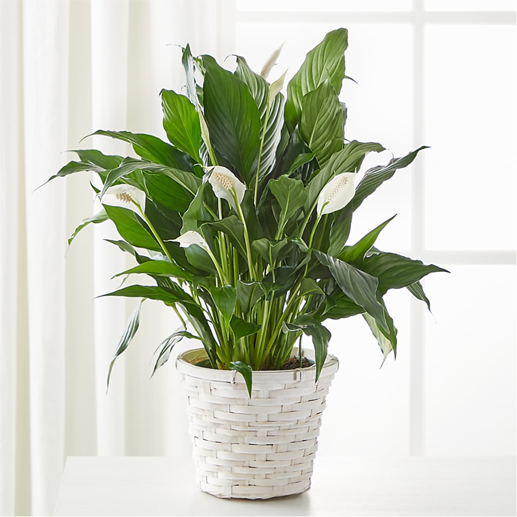 A New Leaf Peace Lily – Militaryflorist.com, Tontitown AR