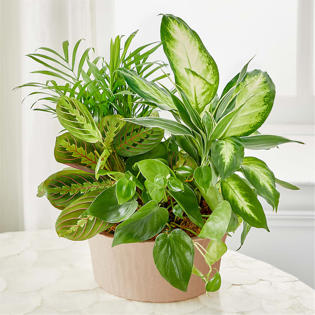 Balance & Harmony Dishgarden – Militaryflorist.com, Tontitown AR