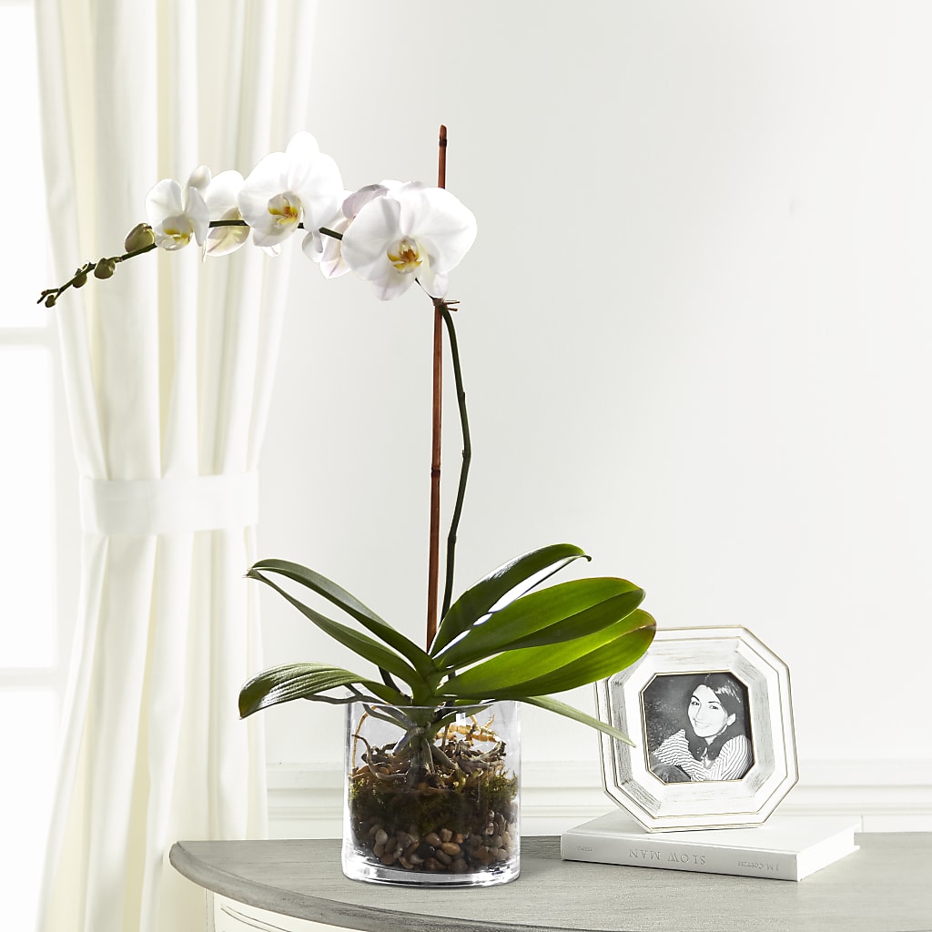 White Orchid Planter – Militaryflorist.com, Tontitown AR