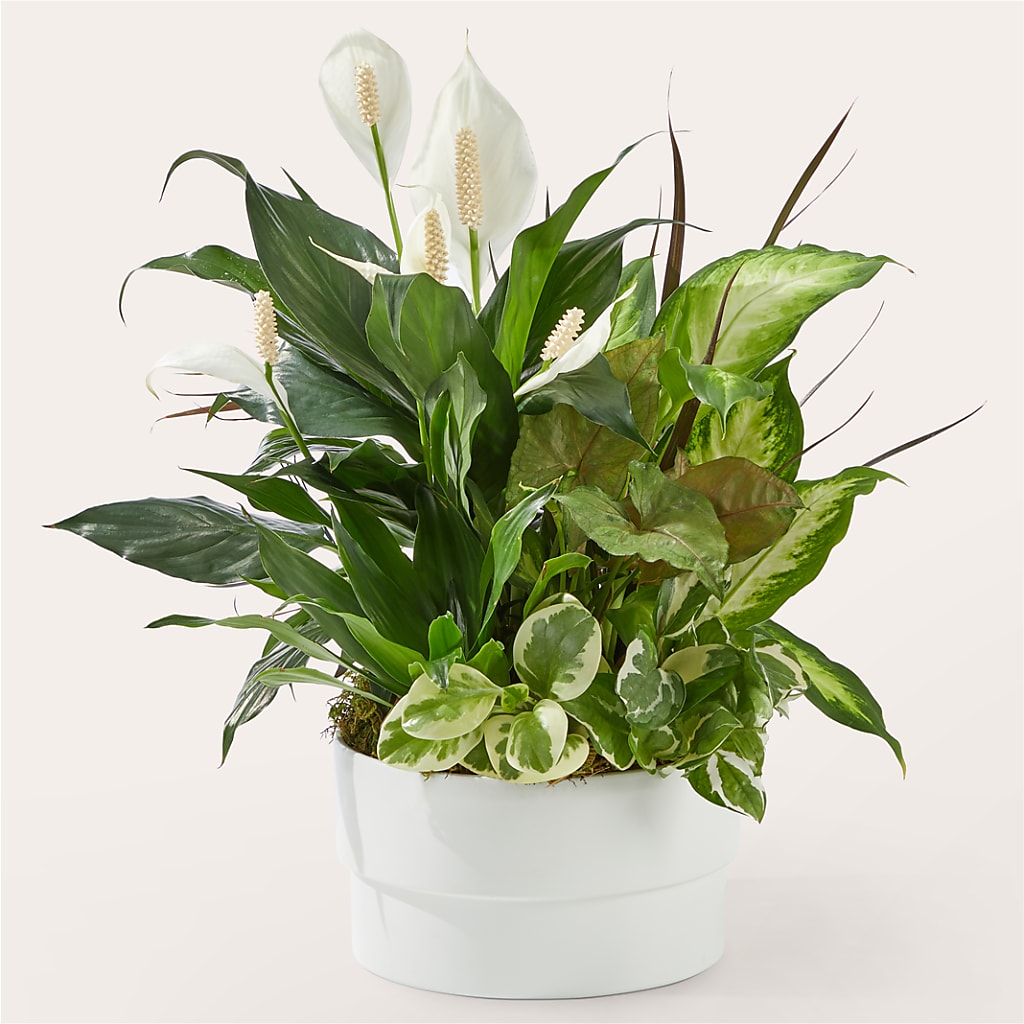 Radiating Positivity Dishgarden – Militaryflorist.com, Tontitown AR