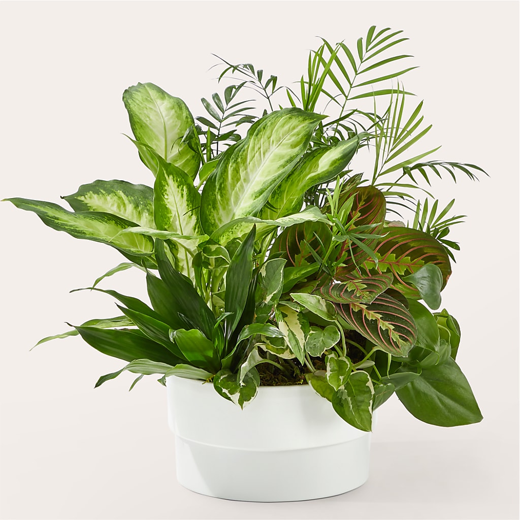 Radiating Positivity Dishgarden – Militaryflorist.com, Tontitown AR