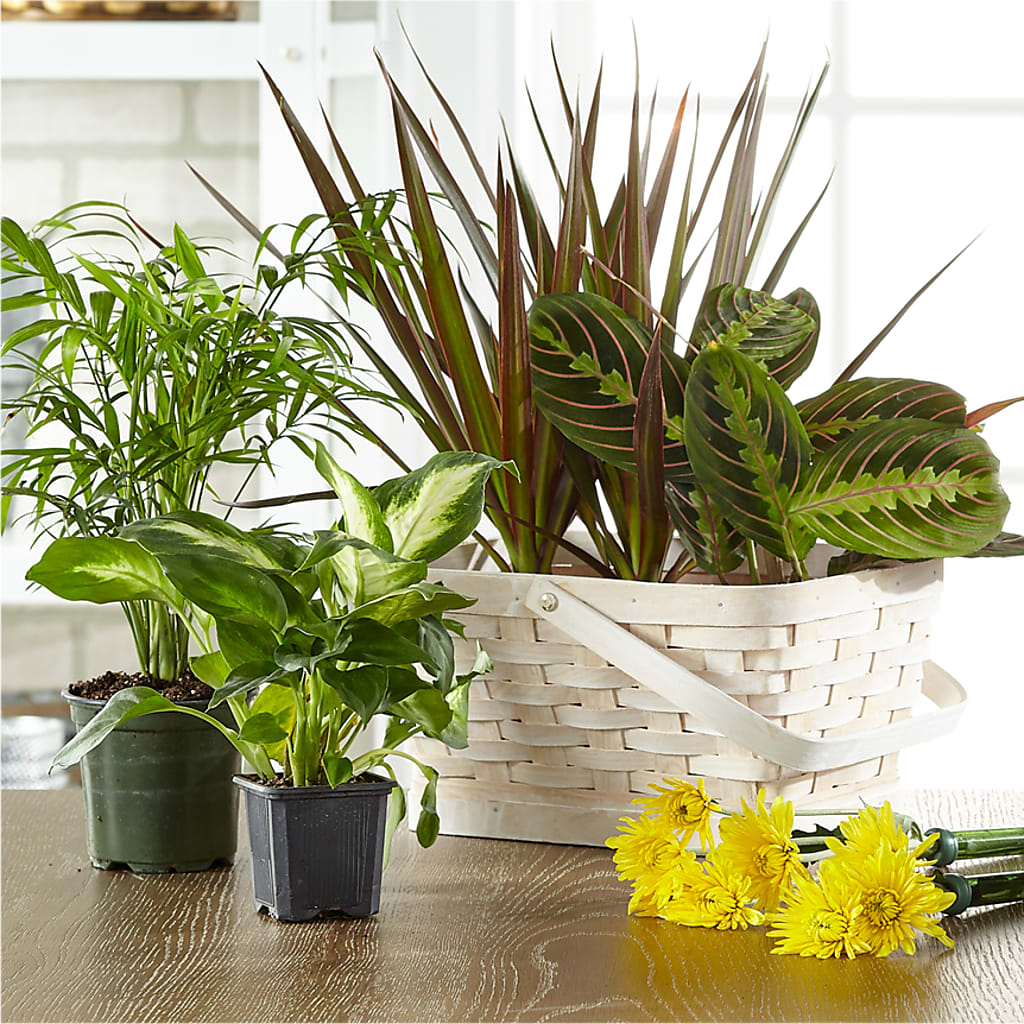Florist Designed Blooming and Green Plants in a Basket –  Militaryflorist.com, Tontitown AR