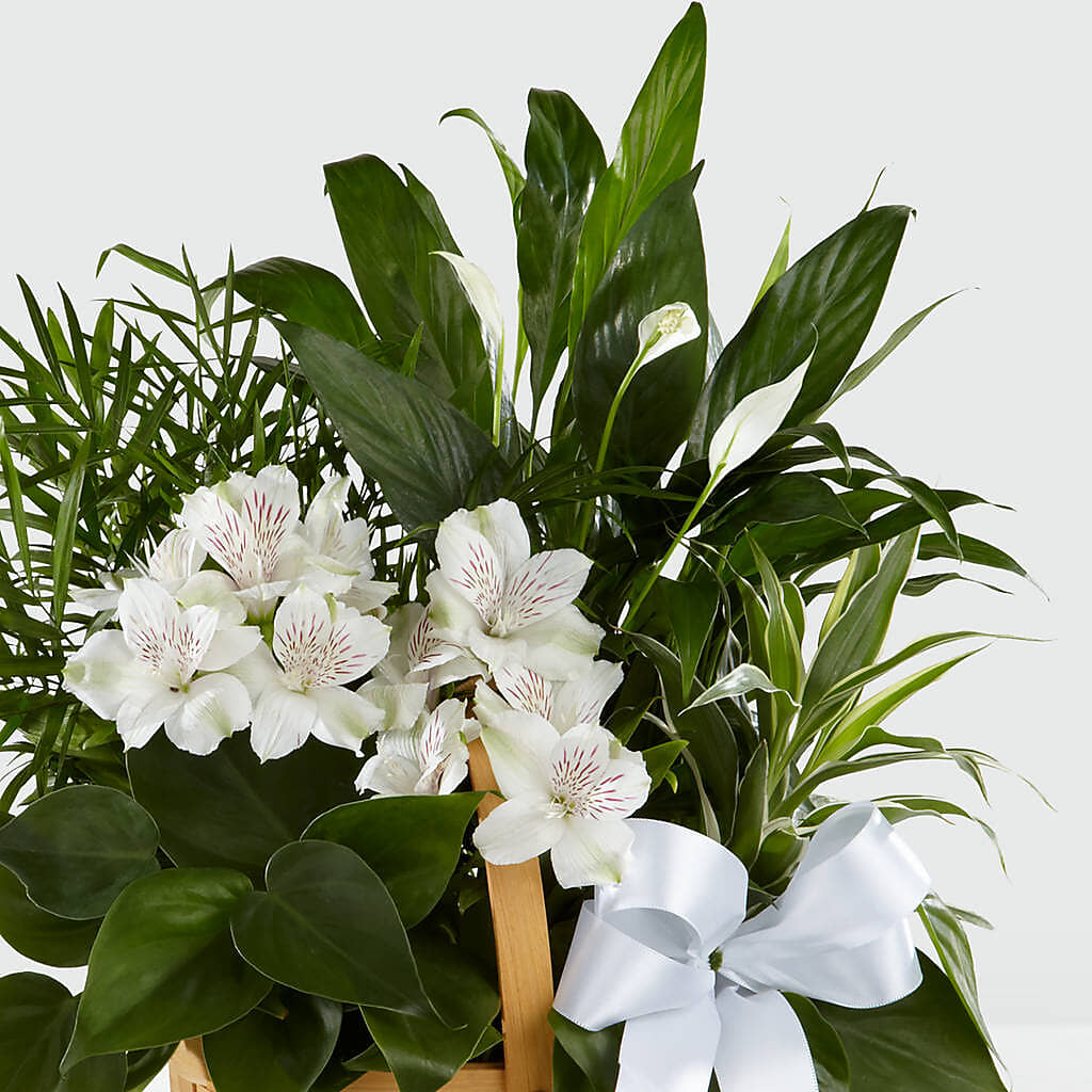Peace & Serenity Dishgarden –  Militaryflorist.com, Tontitown AR