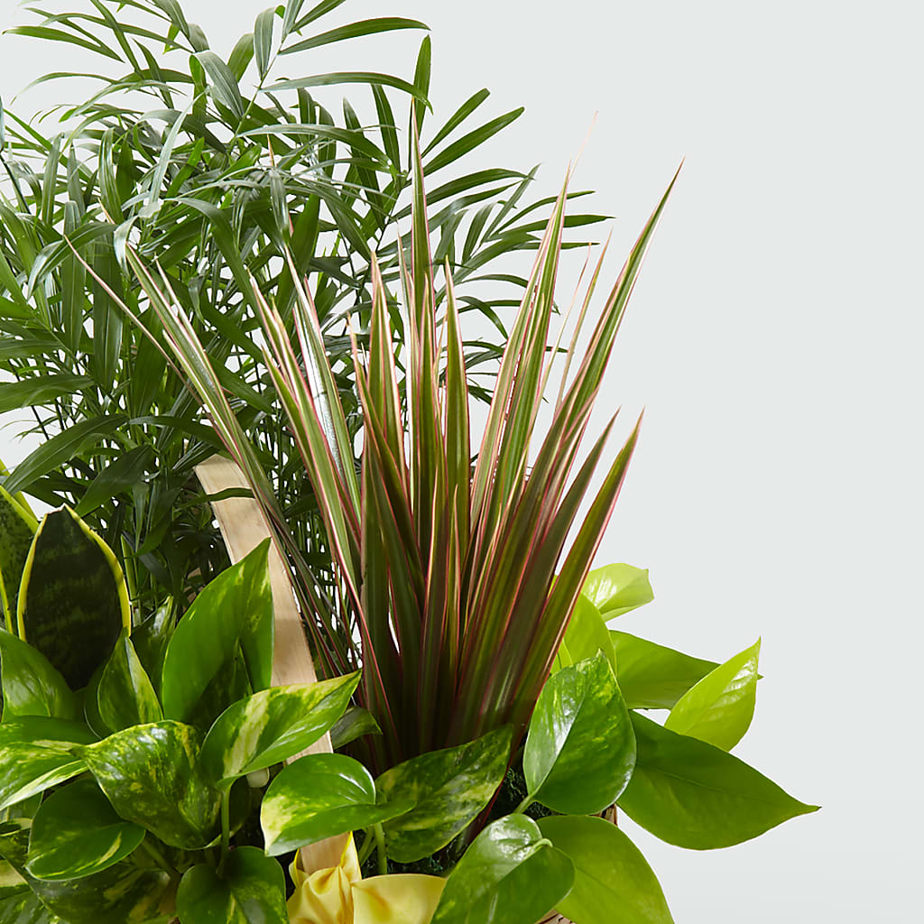 French Garden –  Militaryflorist.com, Tontitown AR