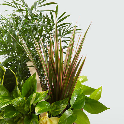 French Garden –  Militaryflorist.com, Tontitown AR