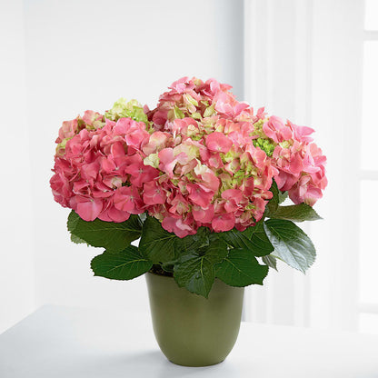 Pink Hydrangea Planter –  Militaryflorist.com, Tontitown AR