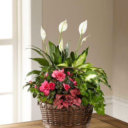 Dream in Pink Dishgarden –  Militaryflorist.com, Tontitown AR