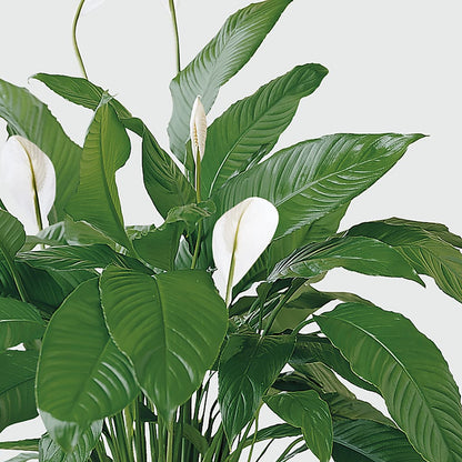 Tranquil Moments Peace Lily Plant –  Militaryflorist.com, Tontitown AR
