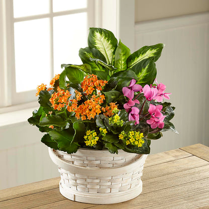 Color Crush Dishgarden –  Militaryflorist.com, Tontitown AR