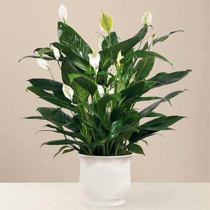 Comfort Planter –  Militaryflorist.com, Tontitown AR