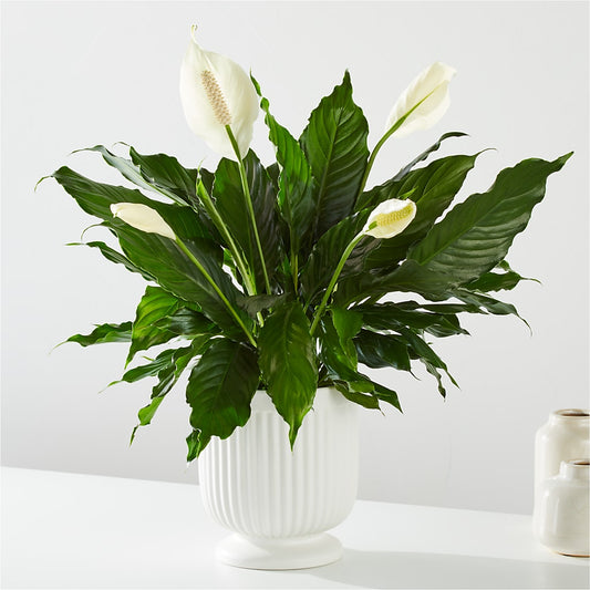 Comfort Planter –  Militaryflorist.com, Tontitown AR