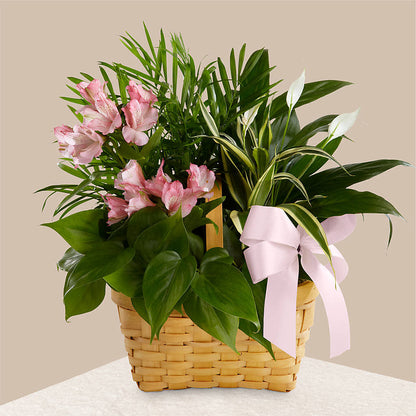 Living Spirit Dishgarden –  Militaryflorist.com, Tontitown AR