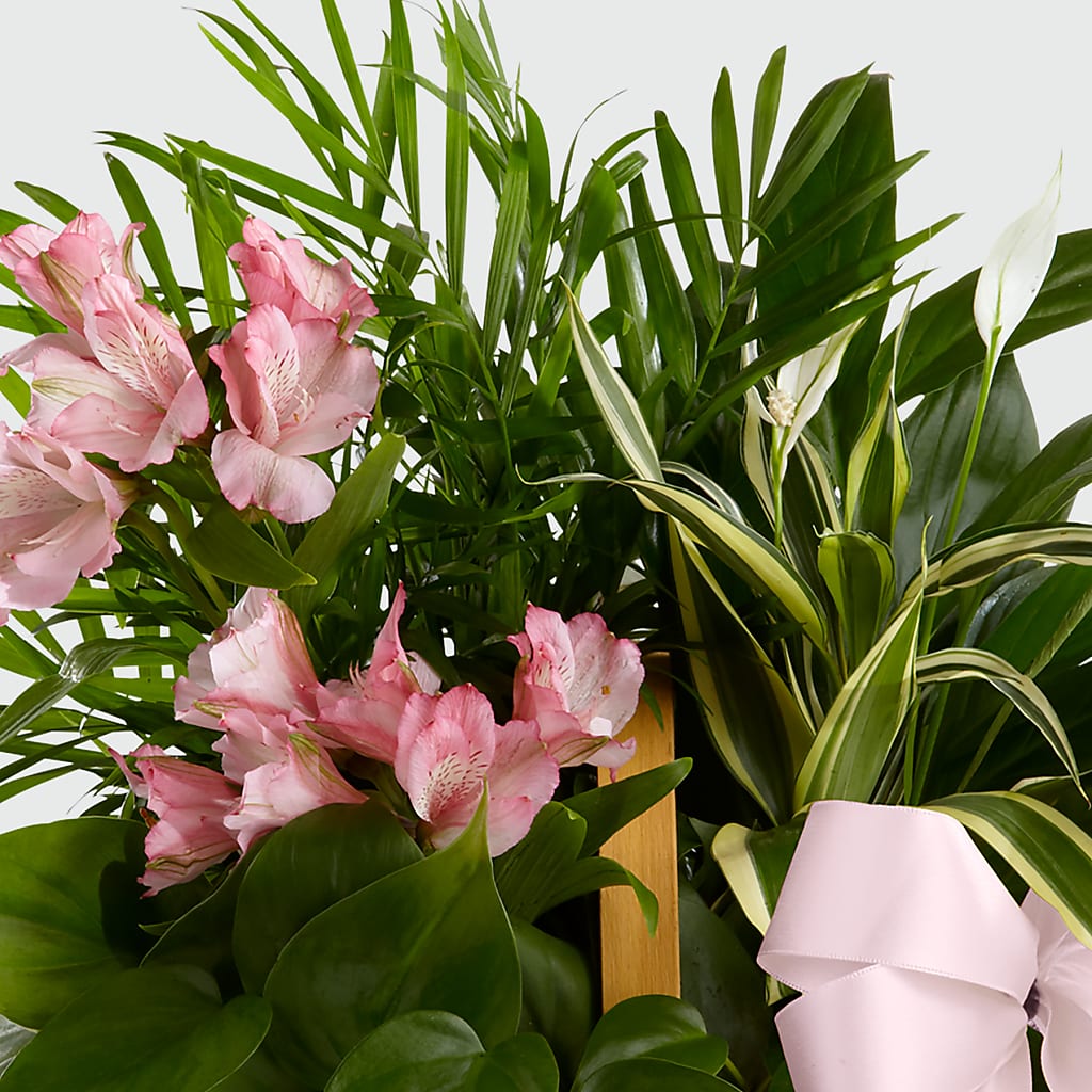Living Spirit Dishgarden –  Militaryflorist.com, Tontitown AR