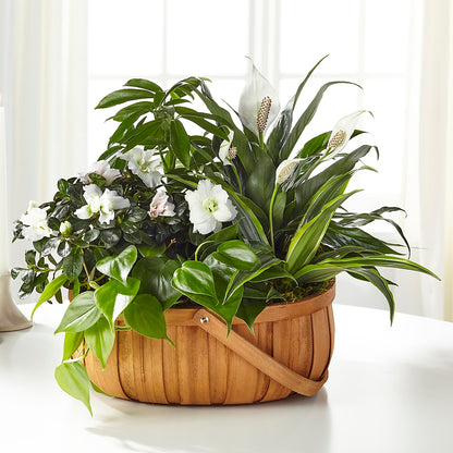 Serene Dishgarden –  Militaryflorist.com, Tontitown AR