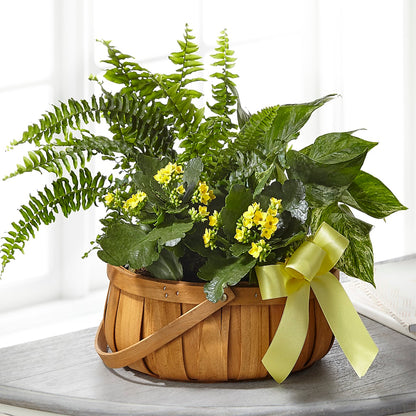 Always Dear Dishgarden –  Militaryflorist.com, Tontitown AR