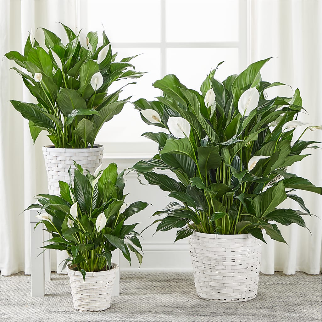 A New Leaf Peace Lily –  Militaryflorist.com, Tontitown AR