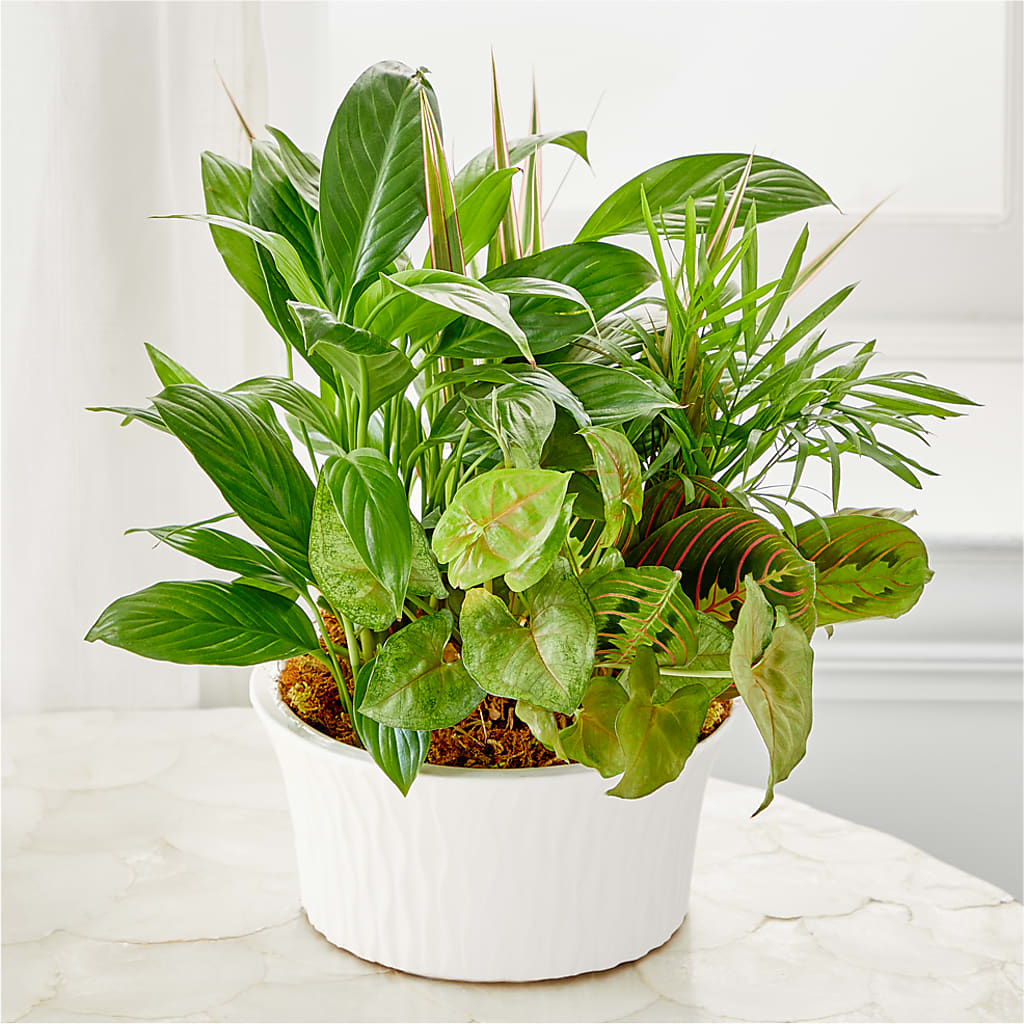 Balance & Harmony Dishgarden –  Militaryflorist.com, Tontitown AR