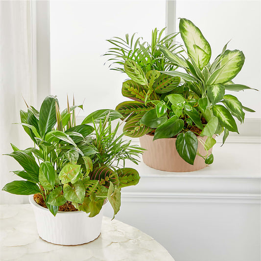 Balance & Harmony Dishgarden –  Militaryflorist.com, Tontitown AR