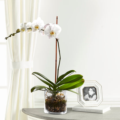 White Orchid Planter –  Militaryflorist.com, Tontitown AR