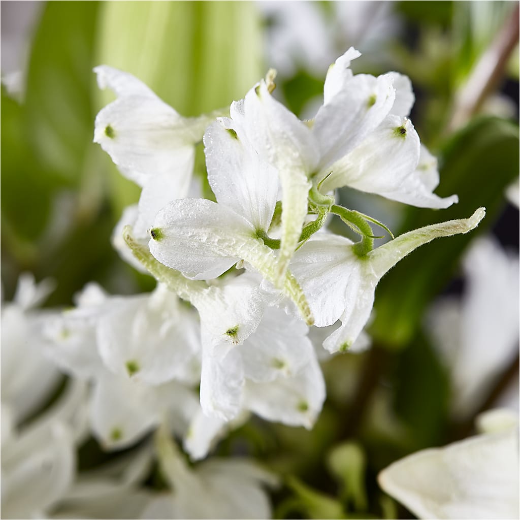 Classic Ivory – A Florist Original –  Militaryflorist.com, Tontitown AR